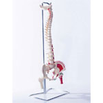 Colonne vertbrale flexible Deluxe avec ttes fmorales et muscles