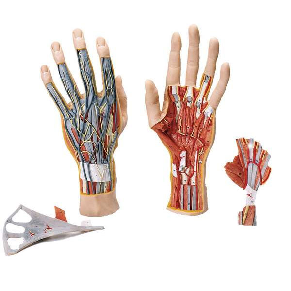 🔎 Main - Anatomie de la main des humains