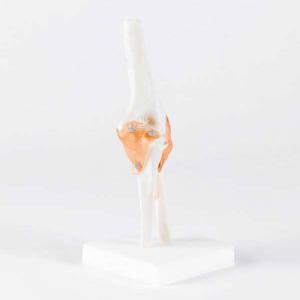 Articulation du coude, taille relle